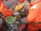 特殊救難隊及び巡視船「つがる」乗組員により、漂流中の家屋から犬を保護